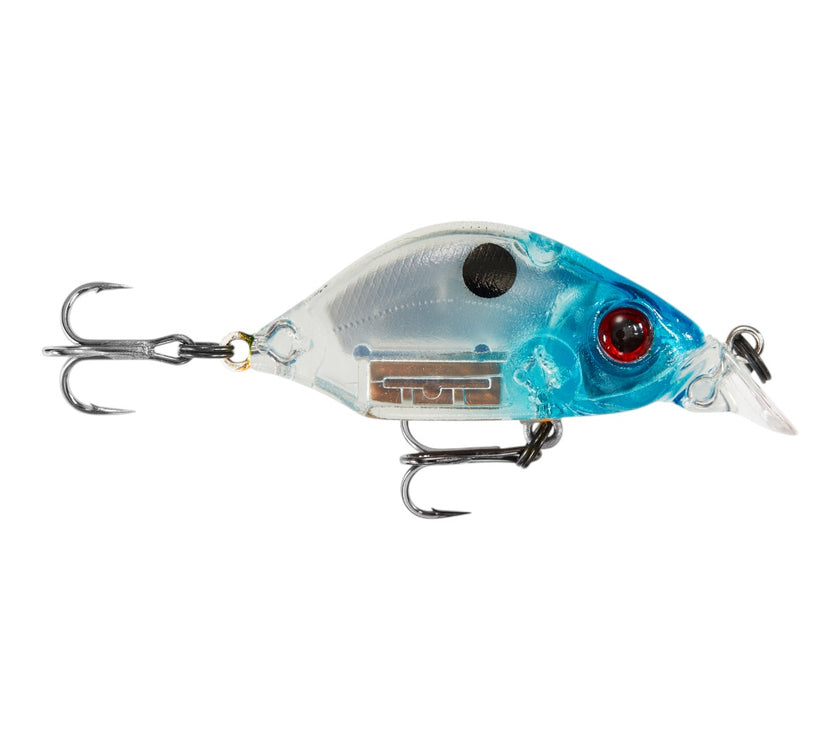 Hump Minnow