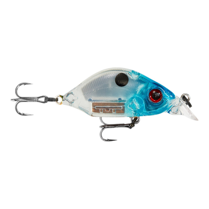 Hump Minnow