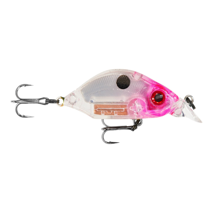 Hump Minnow