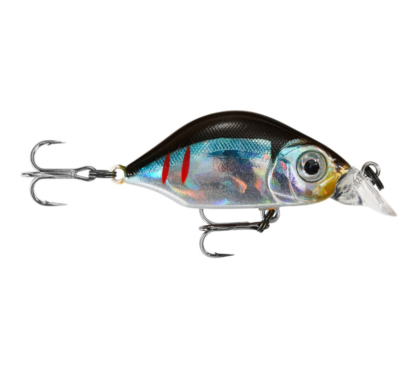 Hump Minnow