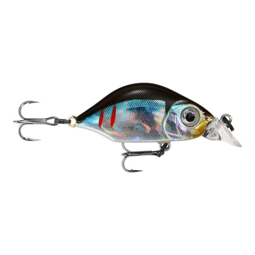 Hump Minnow