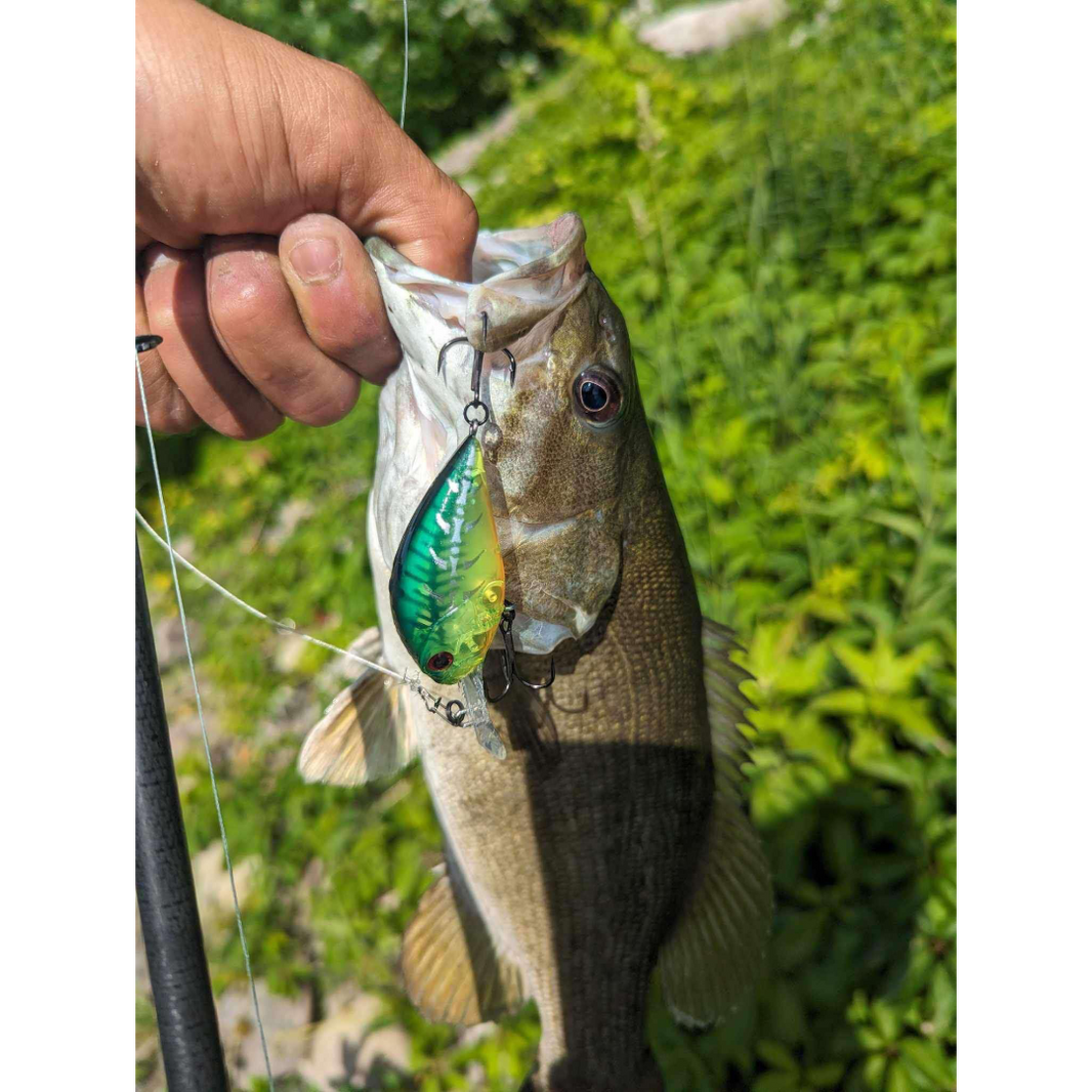 Mystery Box Bass
