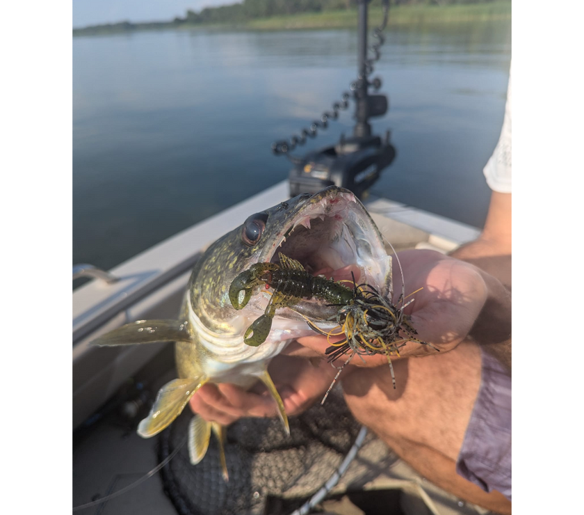 Mystery Box Walleye